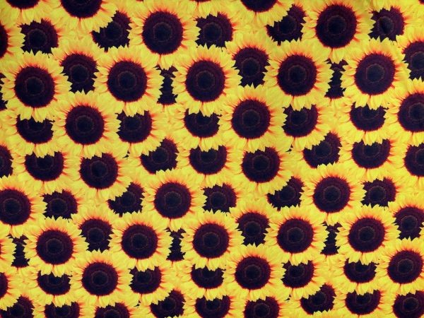 Sunflower Spandex