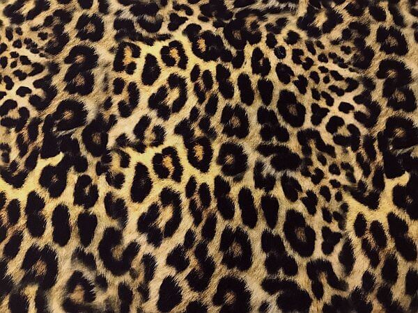 Leopard Spandex